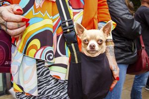 Doggy bag