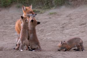 Two Red Foxes Kits Tenderly Greet Mother Red Fox While Another Is Ready To Pounce