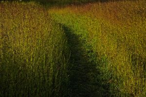 Intimate Life of the garden.