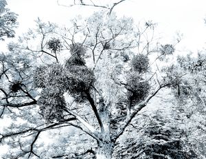 Trees 18