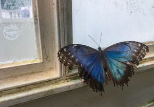 Window view