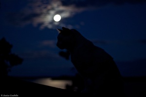 Under the Blue Moon