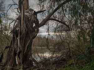 Eucalyptus