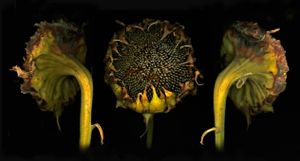 Sunflower x 3