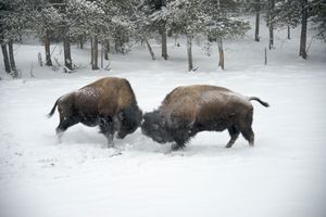 Bison Battle