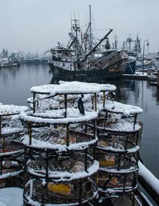Fishermans Terminal In Winter