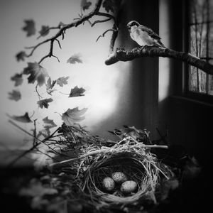 Nest Egg