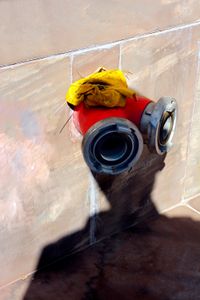 selfportrait