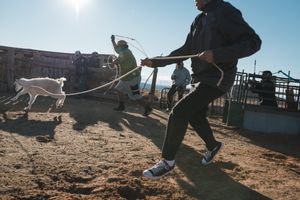 goat roping
