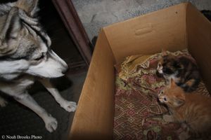 Getting Use To New Home