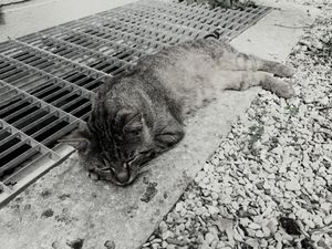 Stray Cats_6