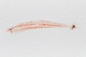 Blood ties: relationships between mosquitoes and humans (Photographic series)