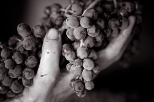 grapes