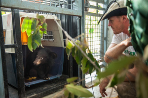 Free The Bears’ team unloads its newest arrival – a moon bear cub rescued from Battambang province. The team drove over 9 hours to relocate the cub at the Quarantine Center.