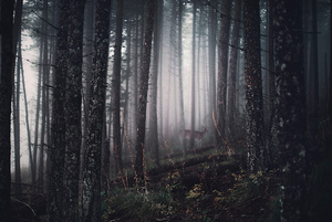 tell me about the forest II