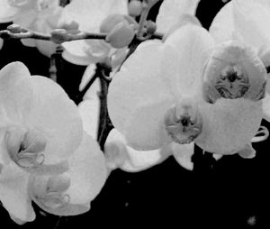 Mimulus