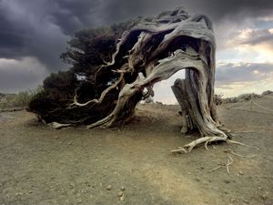 Sabine (El Hierro. Canary Islands)