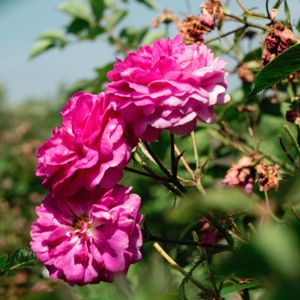 Roses