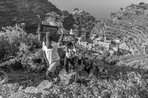 transporting grapes
