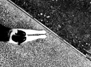 Stray Cats_22