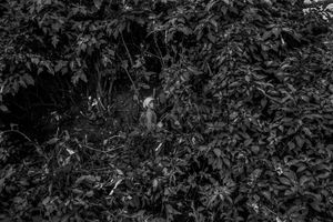 Human & Tiger Conflict