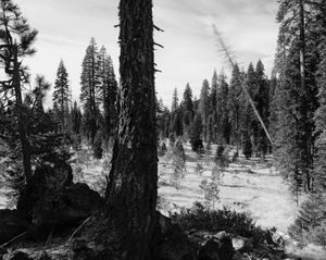Falling Tree # 13  © David Paul Bayles