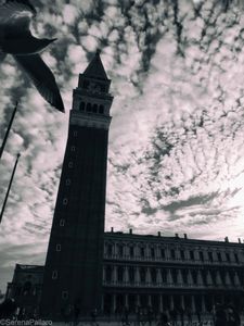 Fly Where Your Heart Is