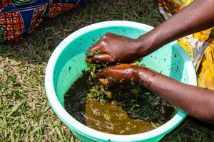 Hands Crushing A Local Plant Ready For The Dye-Pot, Musanze Rwanda Africa