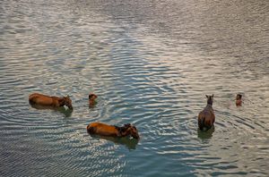 Caballos