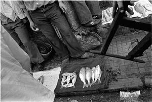 Fish Monger, Tangiers