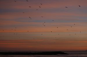 Jetty with Birds