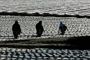 'Strawberry Fields Forever'