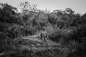 Human & Tiger Conflict