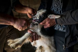 Tagging a goatling with special applicator.