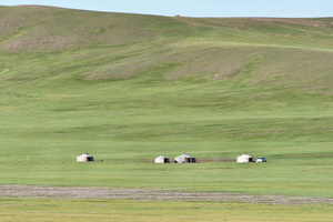 A SEA OF GREEN