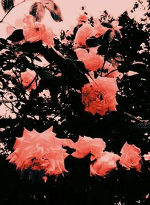 Roses 2