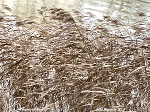 Whispers of River II. Memory Landscapes series. 2021.