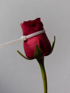 Violenta