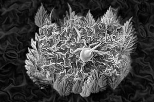 Stinging Nettle Stomata