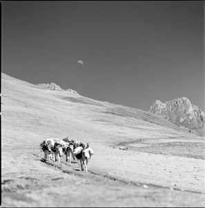 Muleteers and Moon