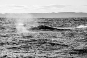 Whale BYN