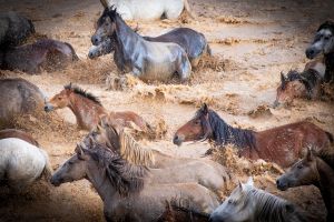 The wild horses of Livno