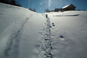 In Novososedovo Village.