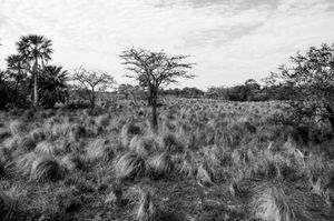 Solitario