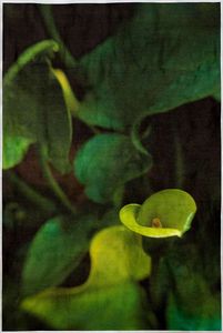 © Wendi Schneider "Calla"