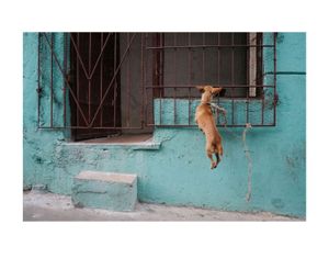 Havana Colors