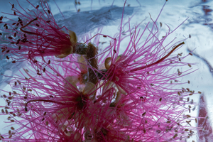 Callistemon