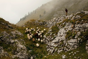 Berger avec son troupeau, Balachaux