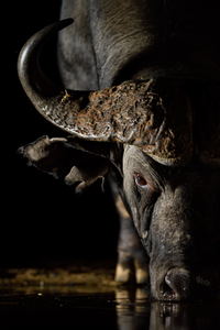 Buffalo Nox