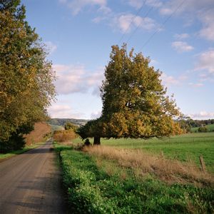 Ulmus procera, English Elm © Murray Watson